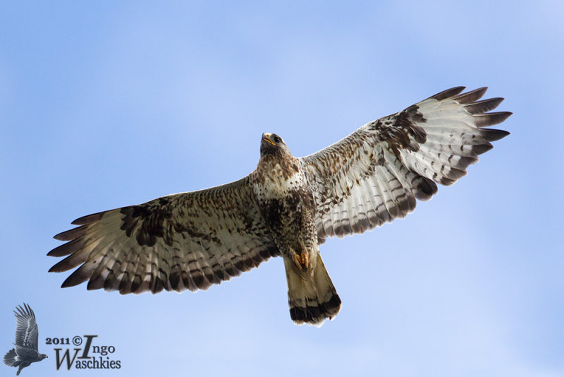 Rough-legged buzzard