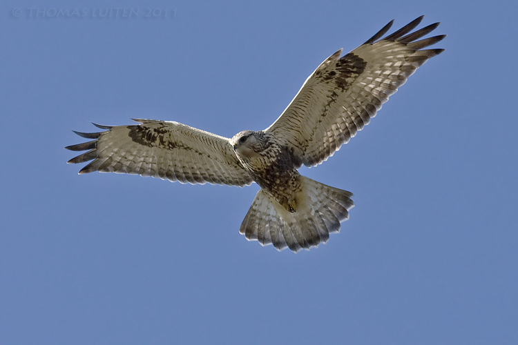 Pretty Rough-legged buzzard