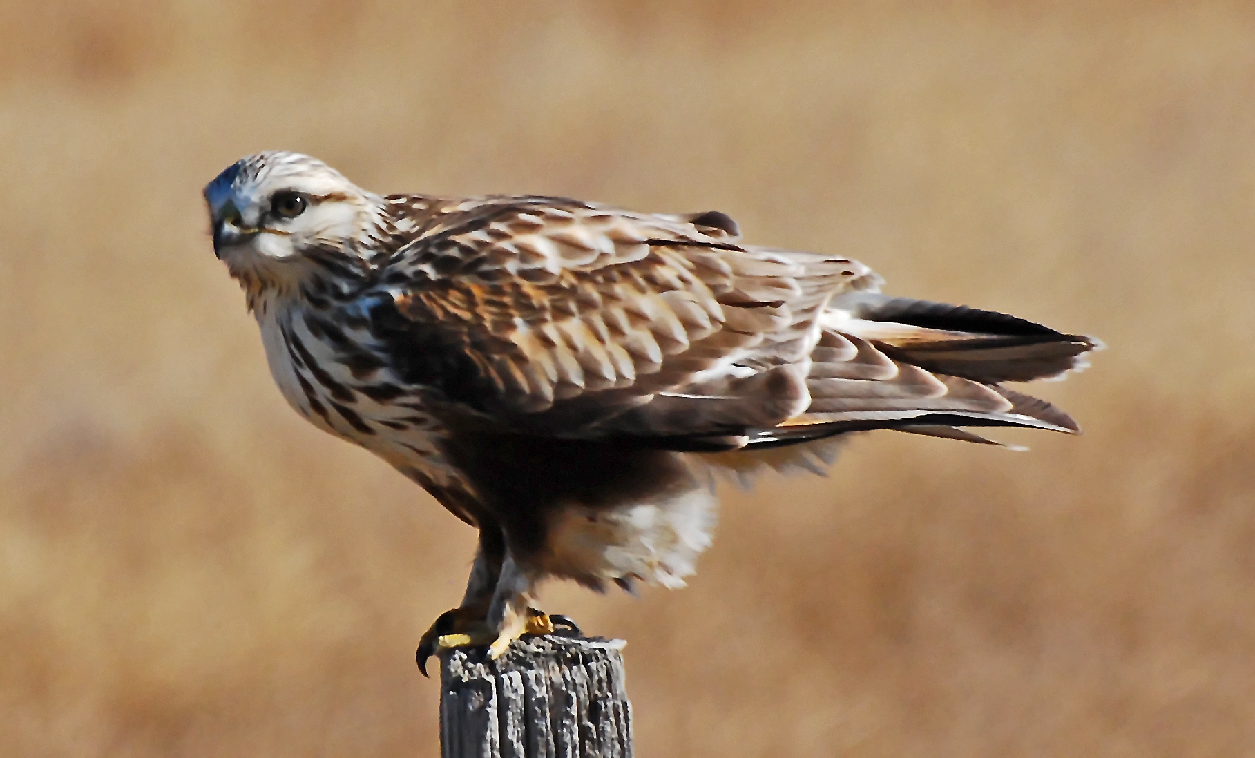 Pretty Rough-legged buzzard