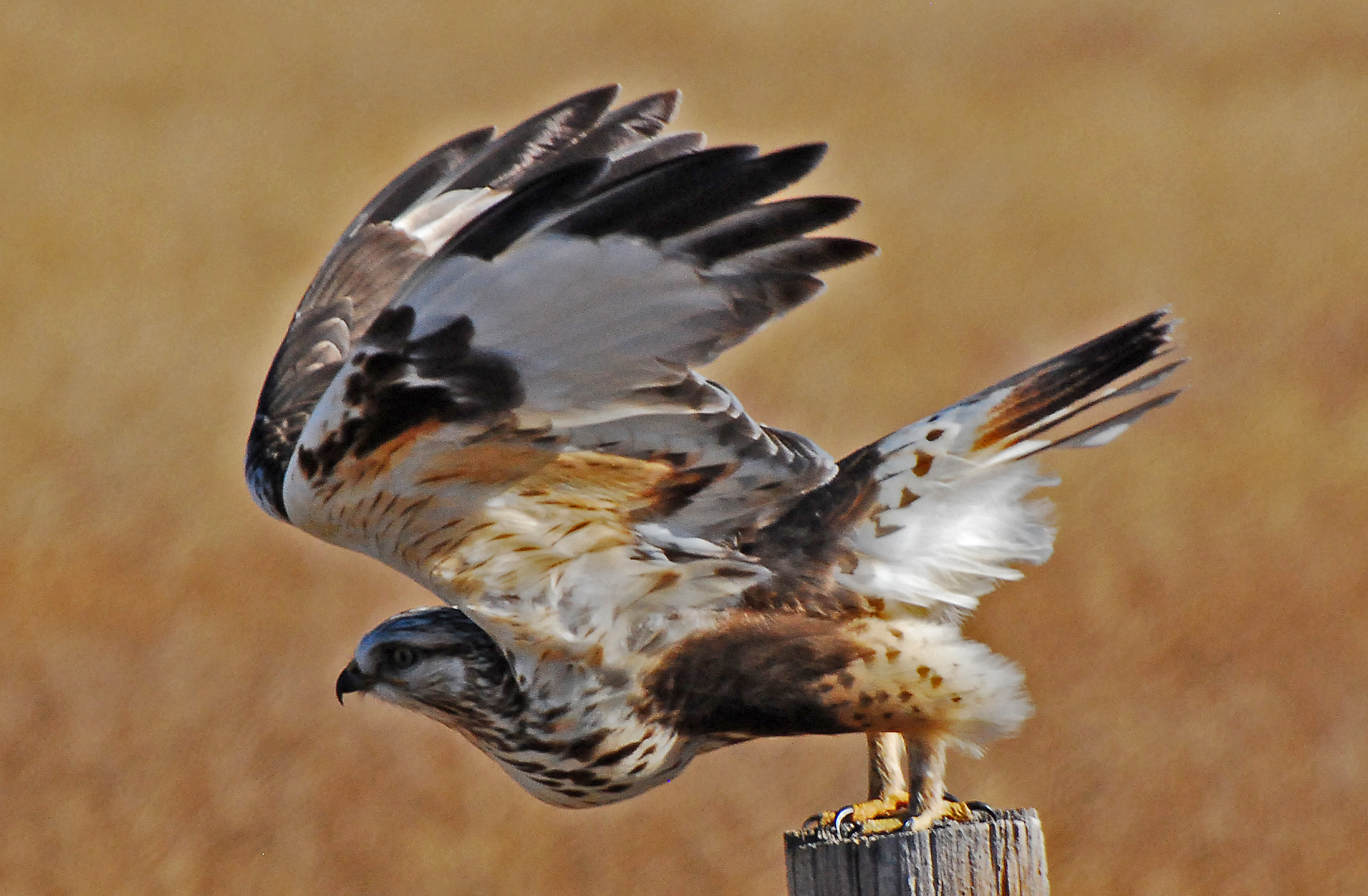 Pretty Rough-legged buzzard