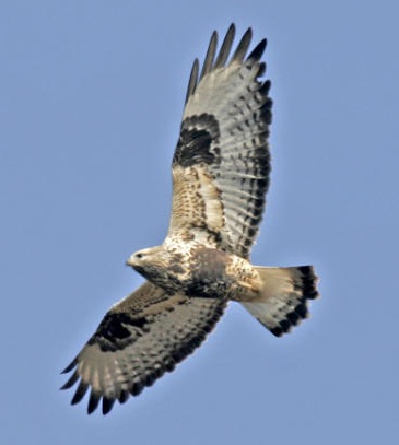 Pretty Rough-legged buzzard