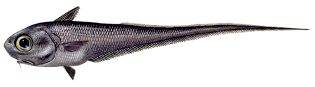 Pretty Roundnose grenadier