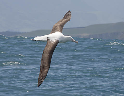 Pretty Royal albatross