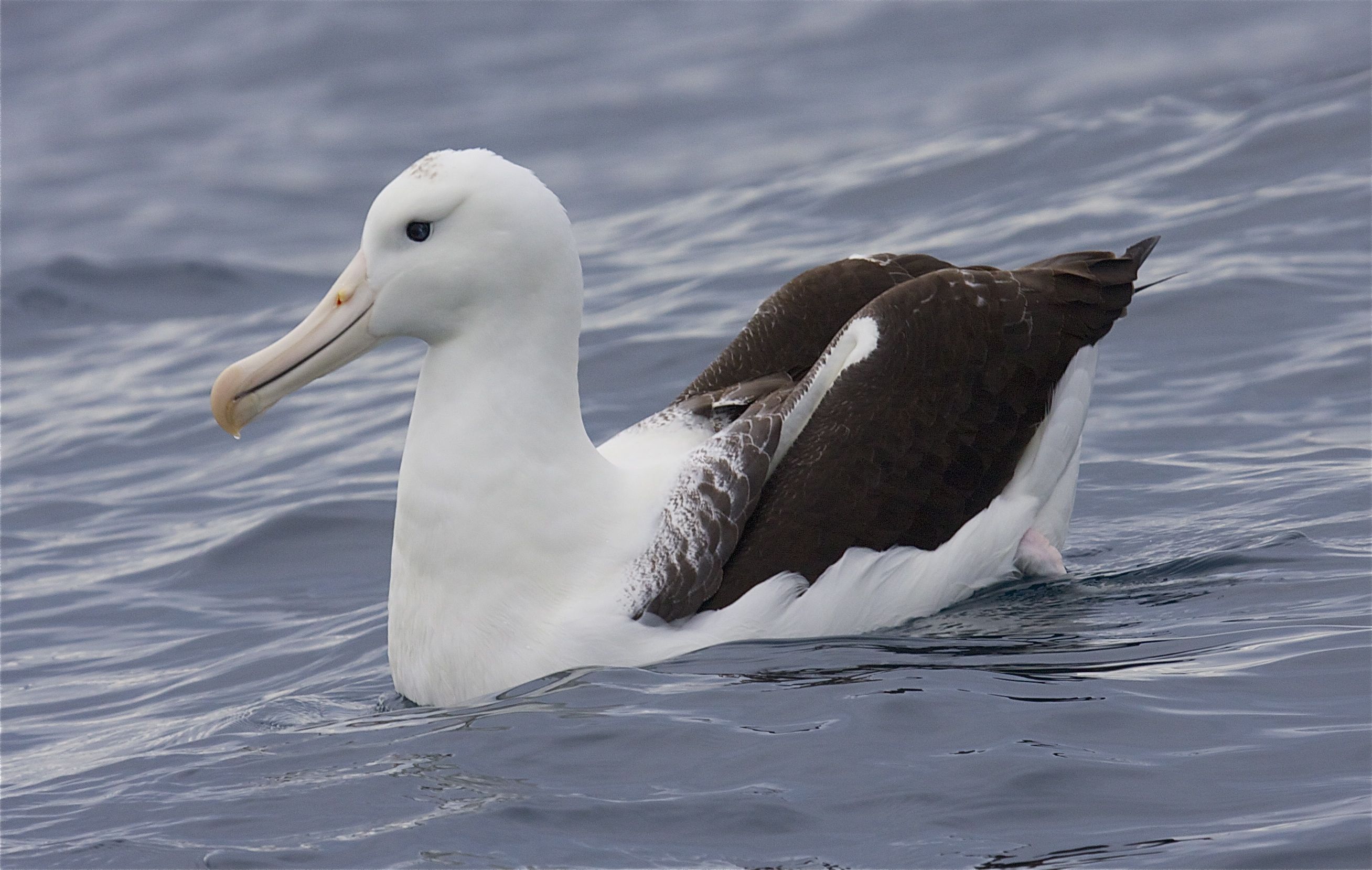 Pretty Royal albatross