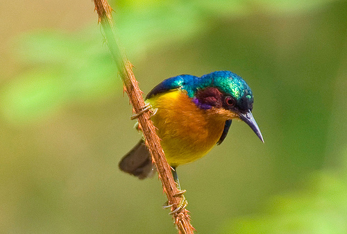 Ruby-cheeked sunbird