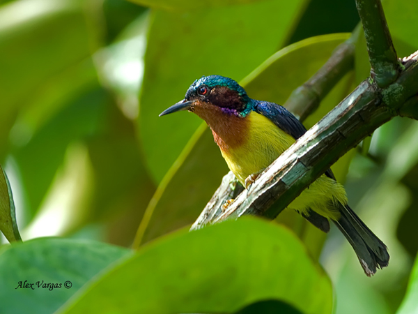 Pretty Ruby-cheeked sunbird