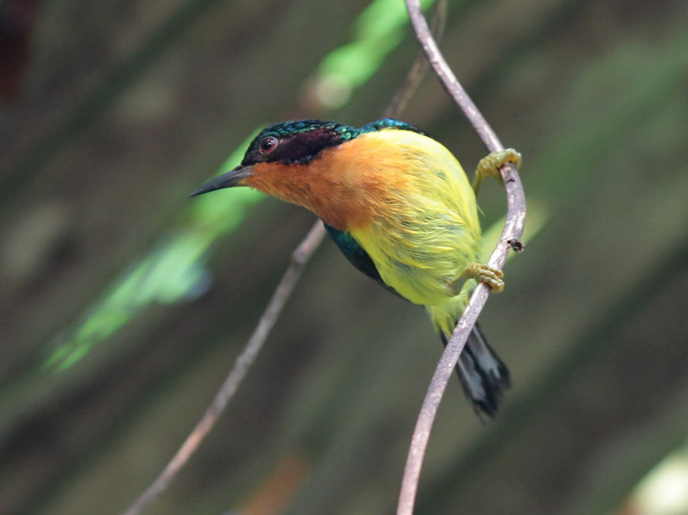 Pretty Ruby-cheeked sunbird