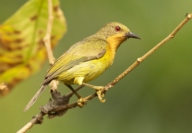 Pretty Ruby-cheeked sunbird