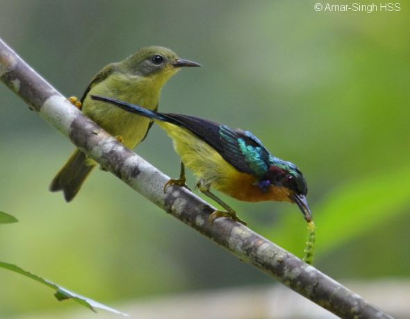 Pretty Ruby-cheeked sunbird