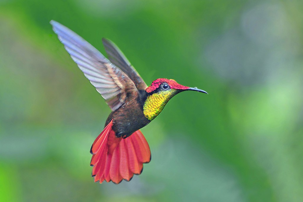 Pretty Ruby topaz
