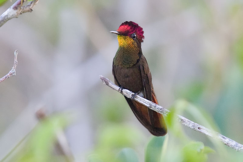 Pretty Ruby topaz