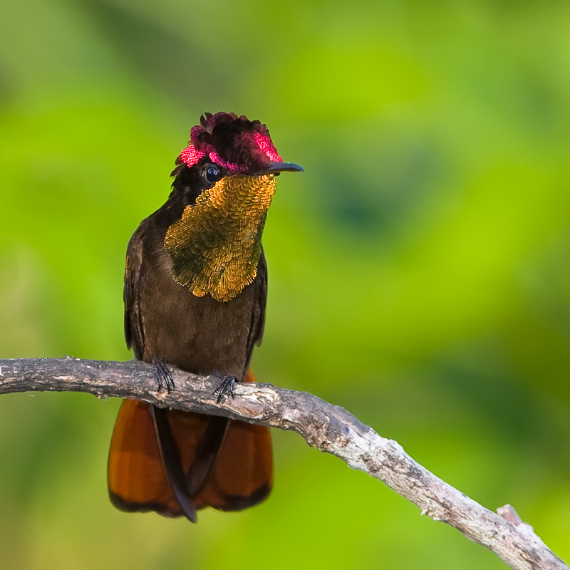 Pretty Ruby topaz