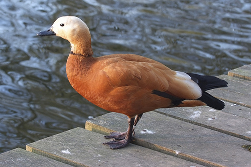 Ruddy shelduck