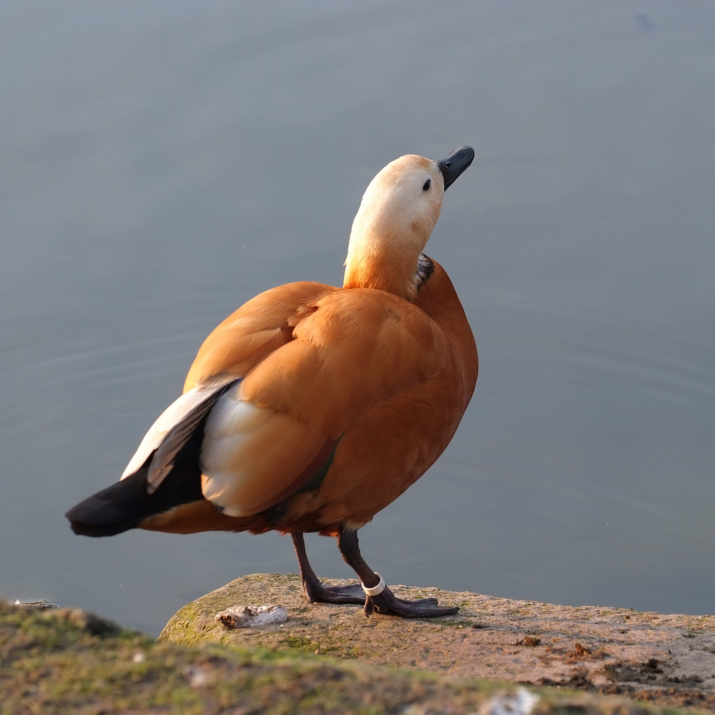 Pretty Ruddy shelduck
