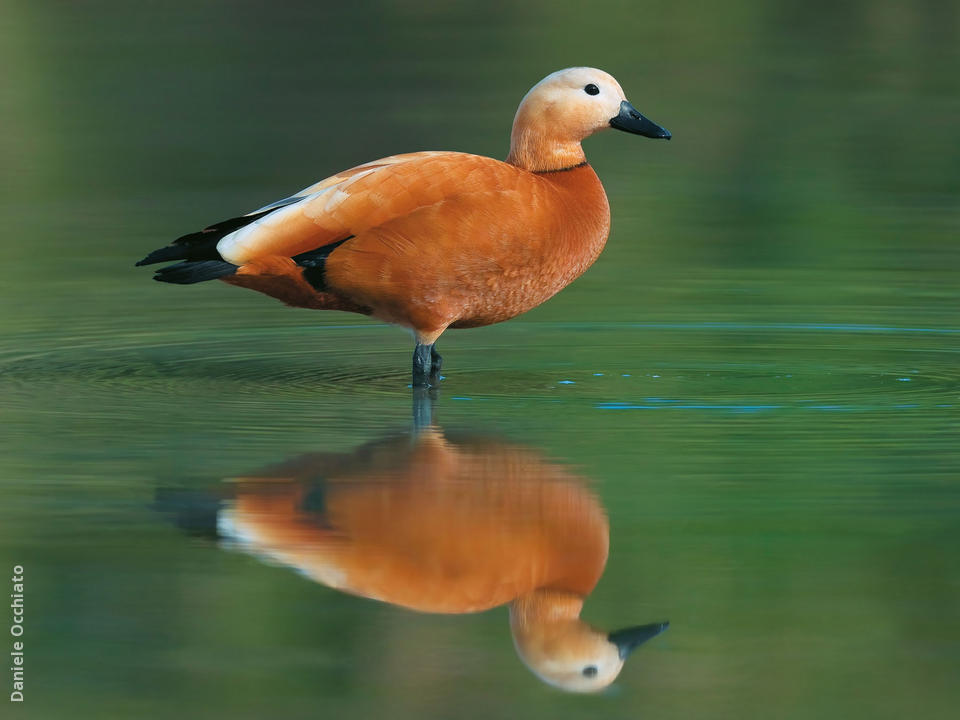 Pretty Ruddy shelduck