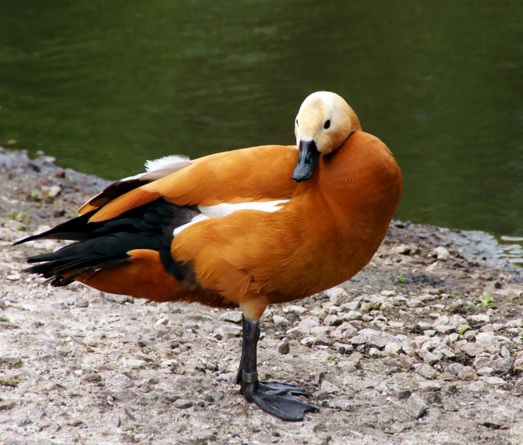Pretty Ruddy shelduck