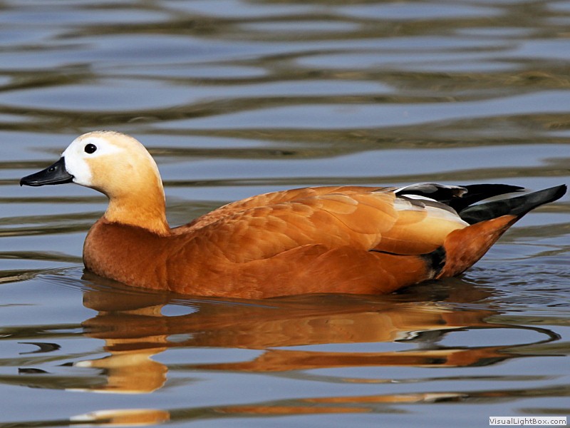 Pretty Ruddy shelduck