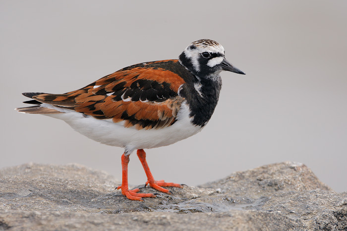 Ruddy turnstone