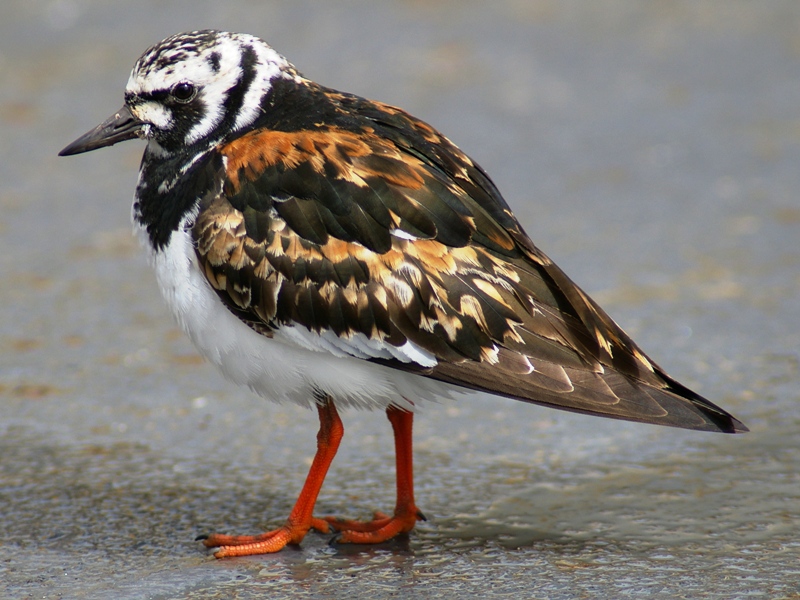 Pretty Ruddy turnstone