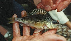 Pretty Ruffe