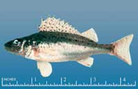 Pretty Ruffe