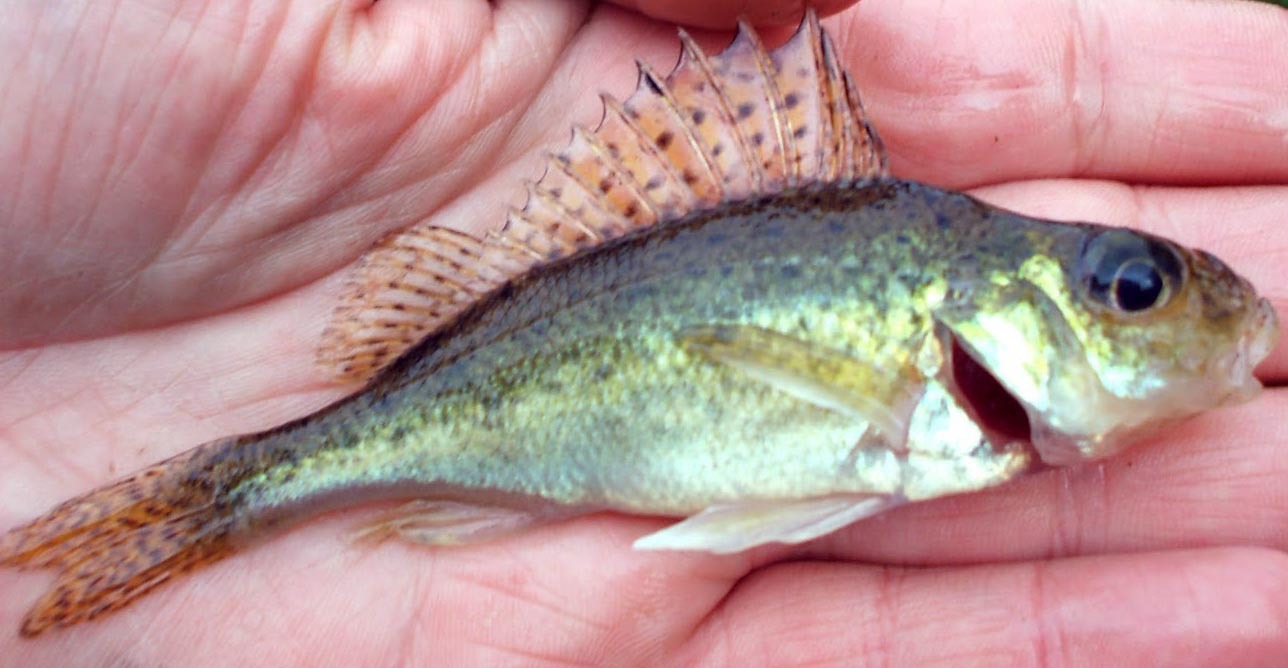 Pretty Ruffe