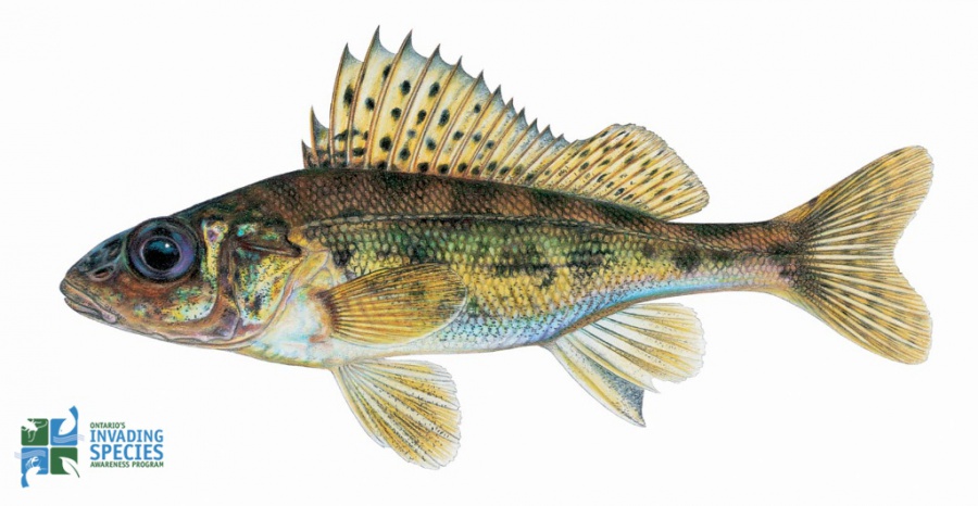 Pretty Ruffe