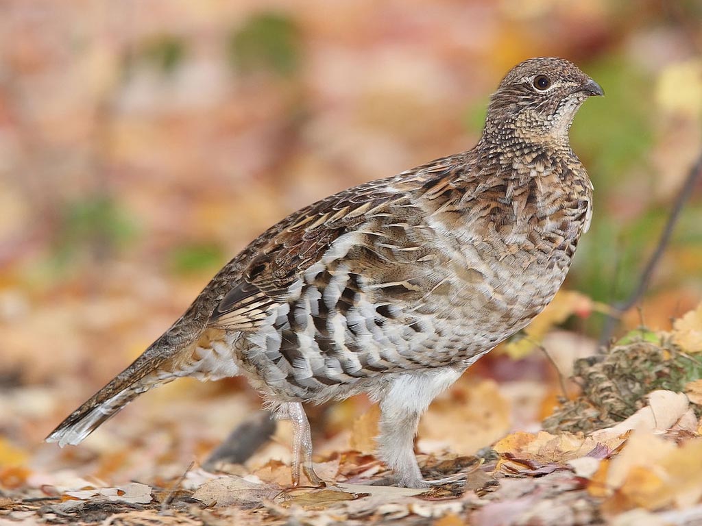 Ruffed grouse