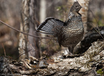 Pretty Ruffed grouse