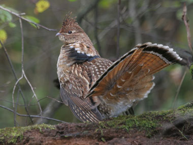 Pretty Ruffed grouse