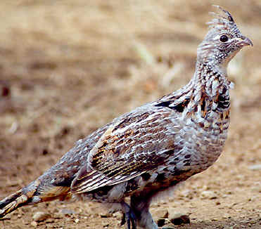 Pretty Ruffed grouse