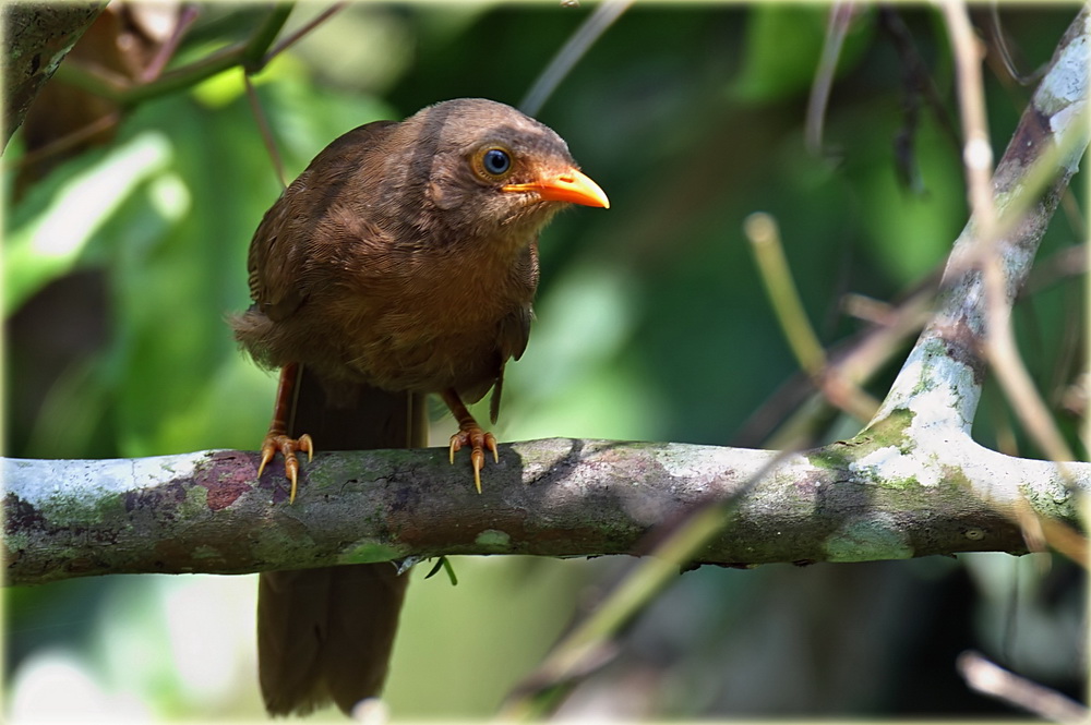 Rufous babbler