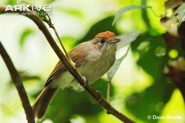 Pretty Rufous babbler