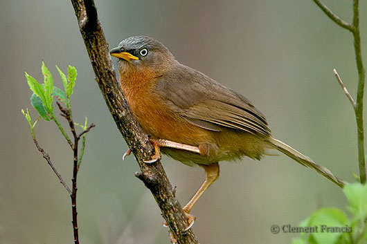 Pretty Rufous babbler