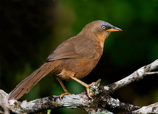 Pretty Rufous babbler