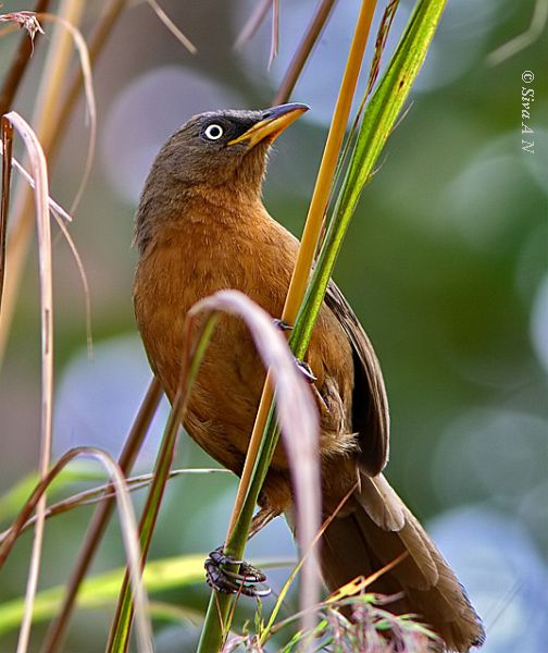 Pretty Rufous babbler