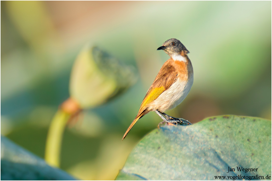 Rufous-banded honeyeater