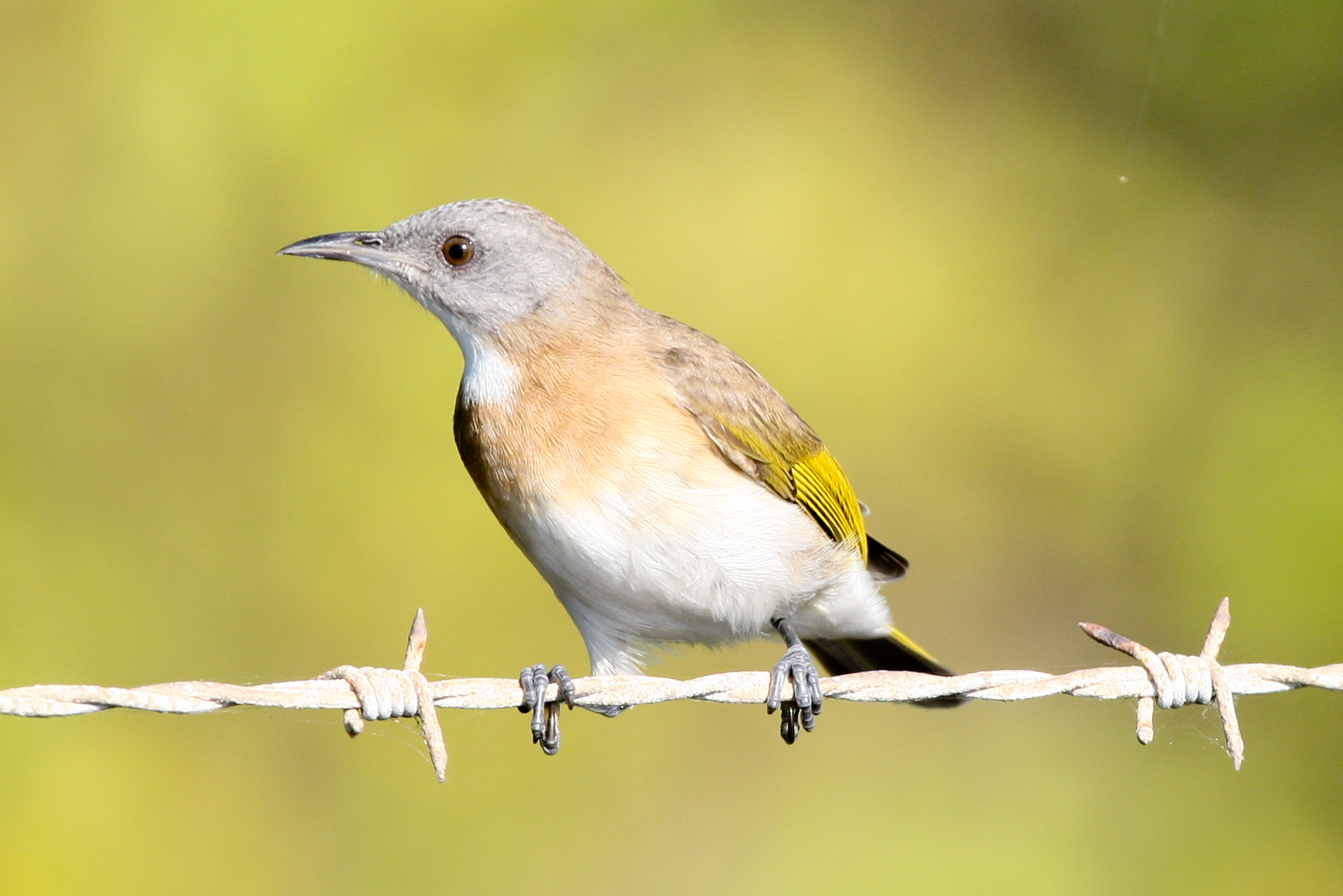 Pretty Rufous-banded honeyeater