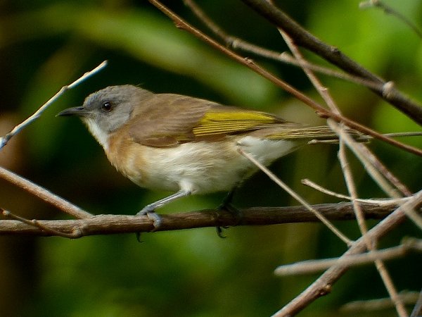 Pretty Rufous-banded honeyeater