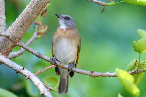 Pretty Rufous-banded honeyeater