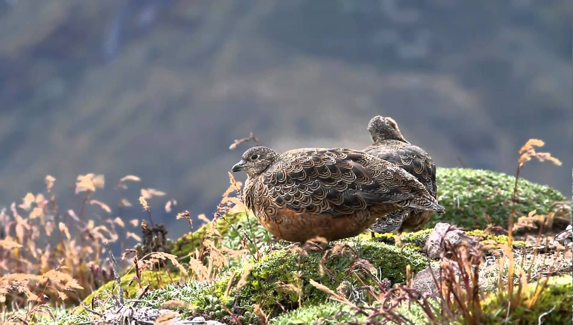 Pretty Rufous-bellied seedsnipe