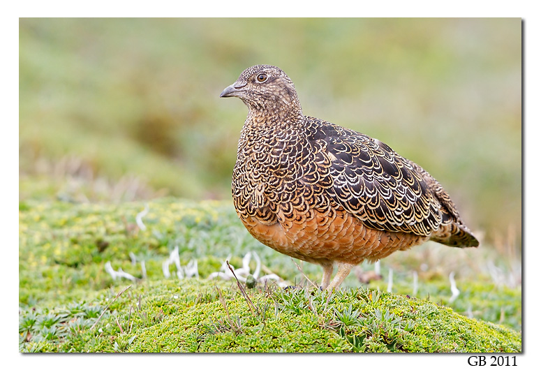 Pretty Rufous-bellied seedsnipe