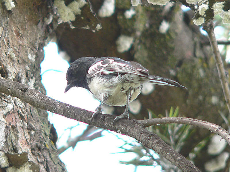 Pretty Rufous-bellied tit