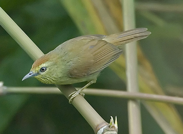 Pretty Rufous-bellied tit