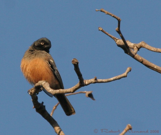 Pretty Rufous-bellied tit