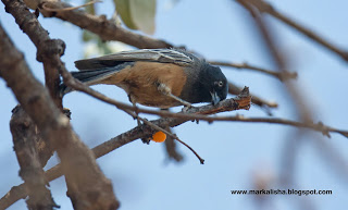 Pretty Rufous-bellied tit