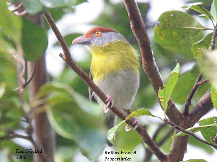 Rufous-browed peppershrike