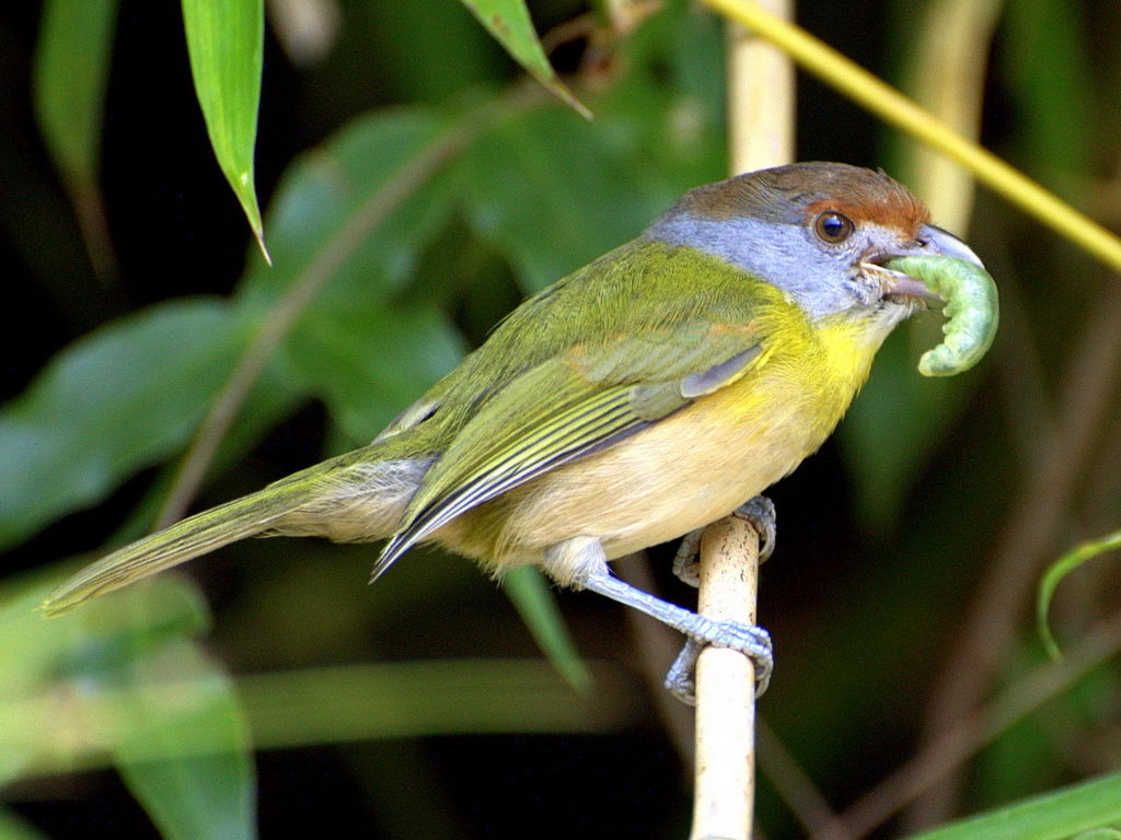 Pretty Rufous-browed peppershrike