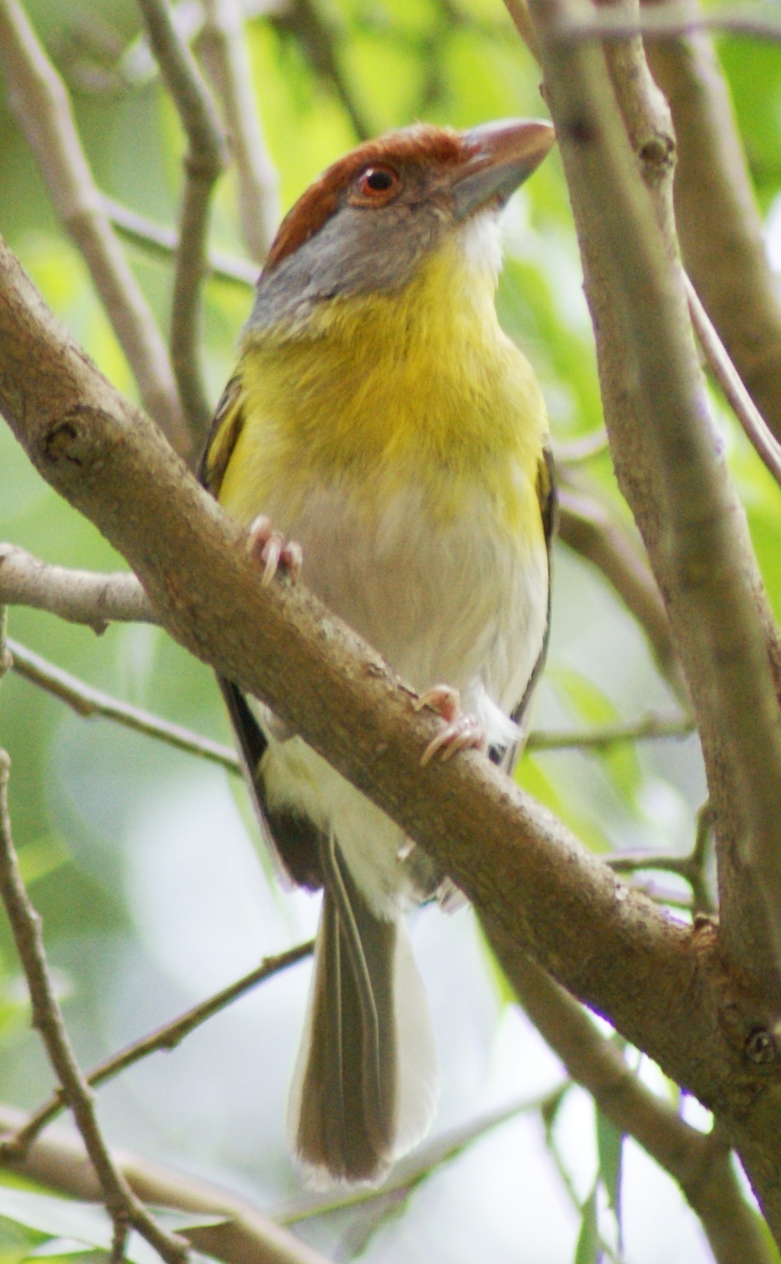 Pretty Rufous-browed peppershrike