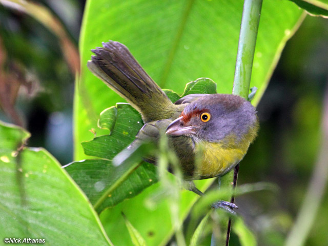 Pretty Rufous-browed peppershrike